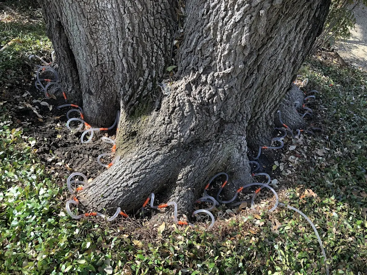 Detailed Tree Cabling and Bracing job site in Wallisville