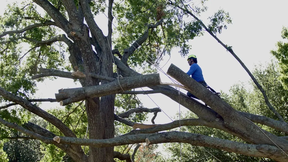 Professional Crown Thinning performed by certified arborists in Wallisville